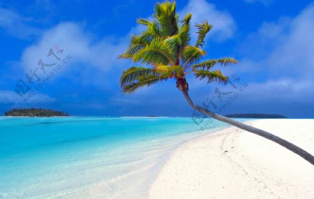 沙滩热带树图片