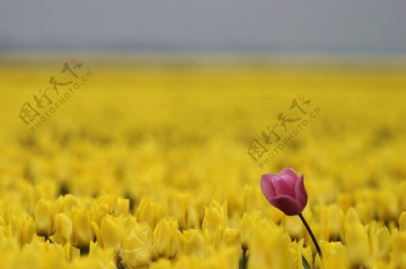 郁金香鲜花摄影图片
