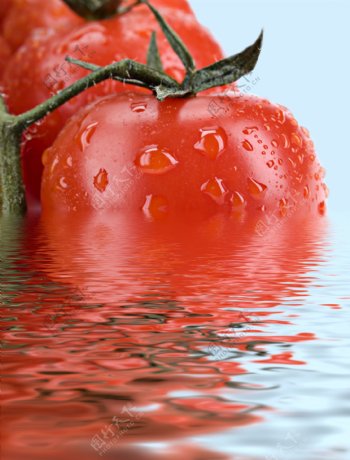 水里的西红柿图片