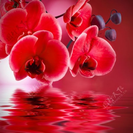 水面上的红色花朵倒影图片