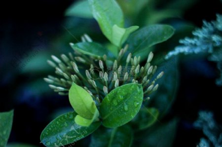自然植物叶子绿色新鲜植物生长