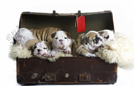 行李箱里的小狗图片