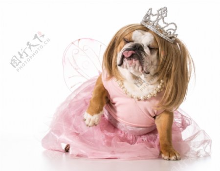 穿着粉色裙子的狗图片