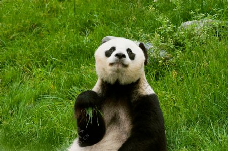 草地里的大熊猫图片图片