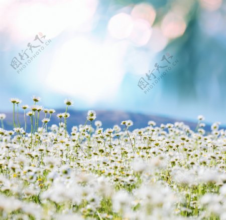 阳光下的花丛图片