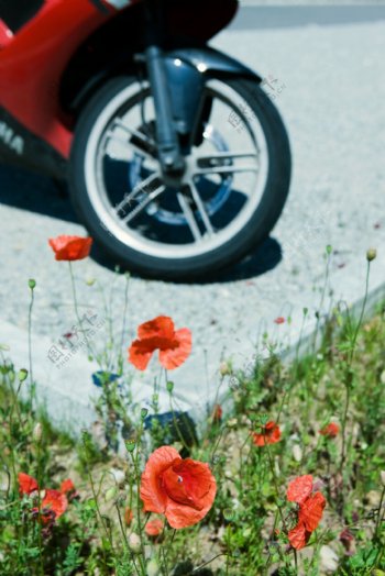 鲜花与摩托车图片