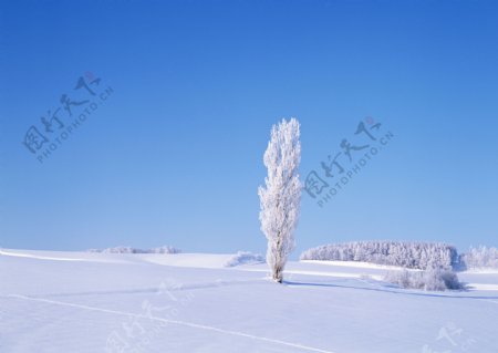 冬天平原上的树木图片