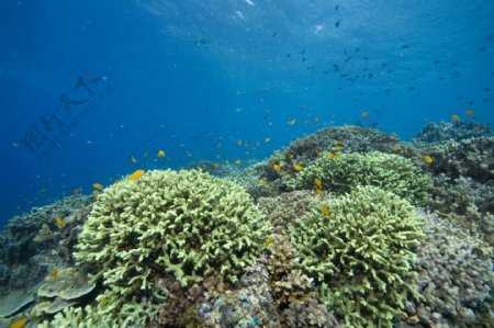 珊瑚礁与鱼类图片