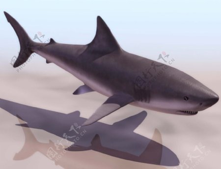 鲨鱼虎鲨鱼类模型简约布线
