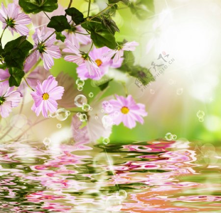 粉色的雏菊和水中的倒影图片