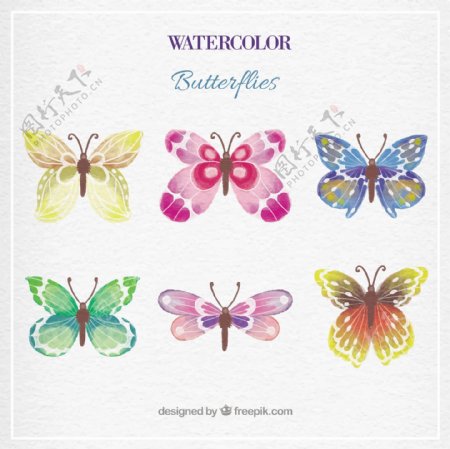水彩画的蝴蝶收集