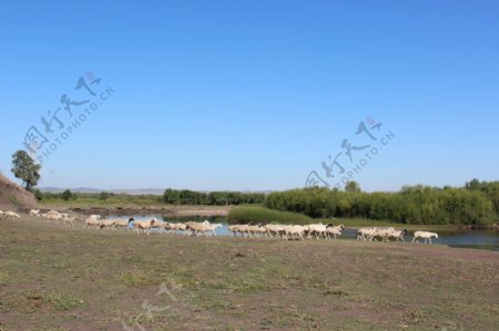 湖泊边的羊群风景图片