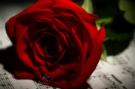 音乐与玫瑰花图片