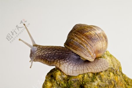 石头上的蜗牛图片