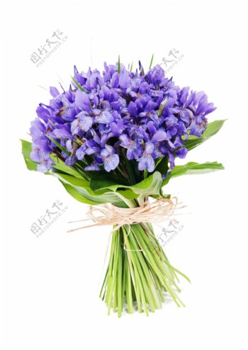 紫色花束摄影图片