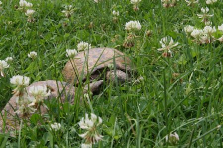 草丛中的乌龟