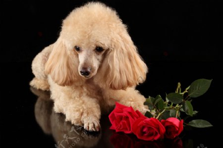 玫瑰花与宠物狗图片