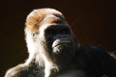 动物动物园猿猴公共领域图像