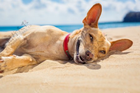躺在沙子上的小狗图片