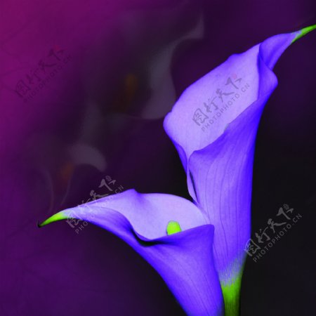 紫色花朵无框画