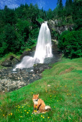 瀑布美景与狐狸图片