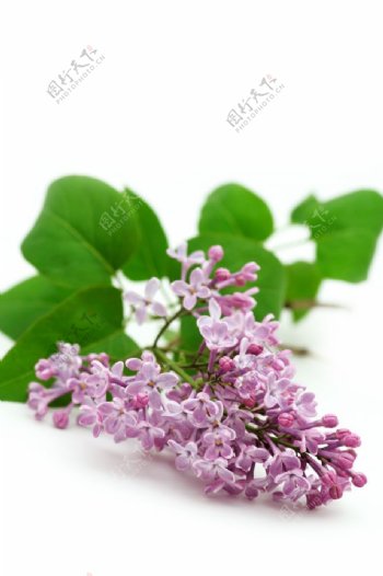 紫色植物花朵叶子图片