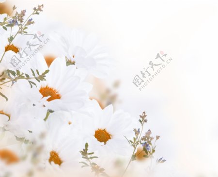 白色菊花与植物图片