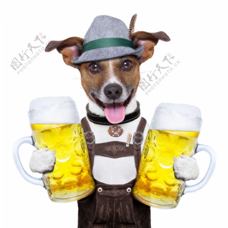 抱着啤酒的小狗图片