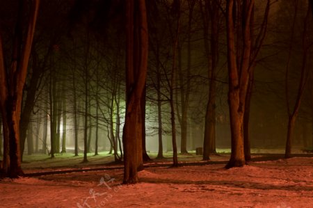 森林夜景图片
