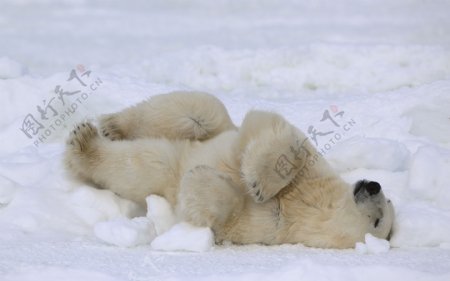 躺在雪里的北极熊图片