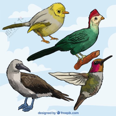 五颜六色的鸟类收藏