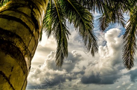椰树与白云图片