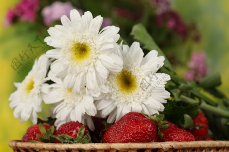 白色菊花和草莓图片
