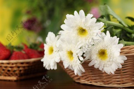 白色菊花与草莓图片