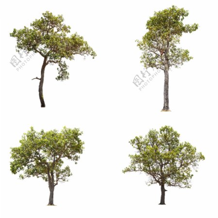 四棵树图片