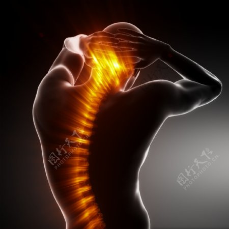 男性人体脊椎脊髓器官图片