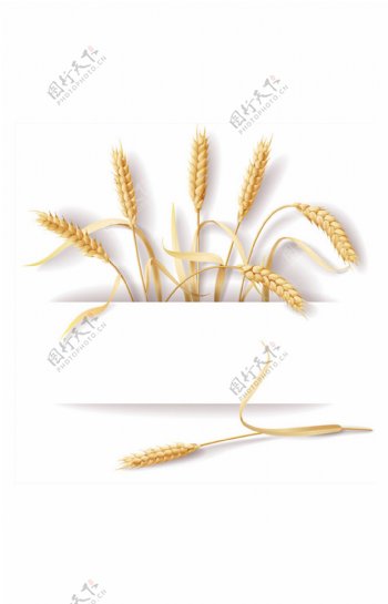 立体麦穗logo素材