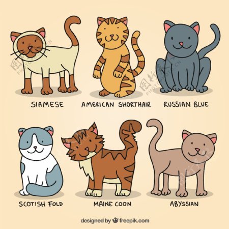 手拉可爱的猫品种
