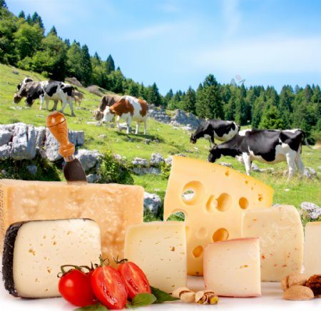 牛和自然背景前的奶酪图片