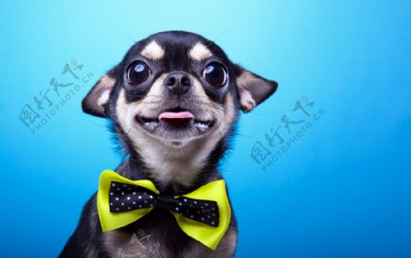 系领带的黑色小狗图片