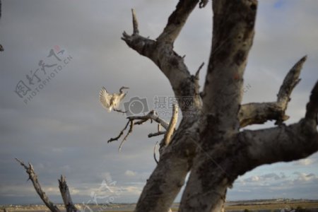 风景自然鸟类动物树木户外落地翅膀分支野生动物羽毛