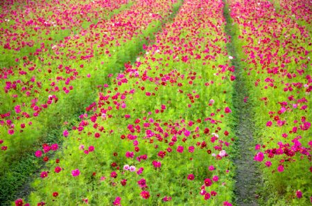 紫红色的雏菊花花田图片图片