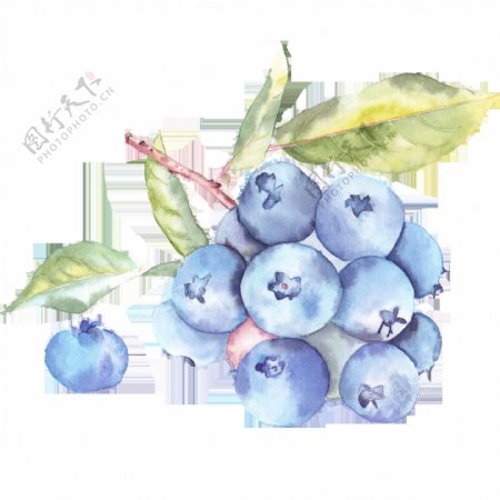高清手绘蓝莓高清素材