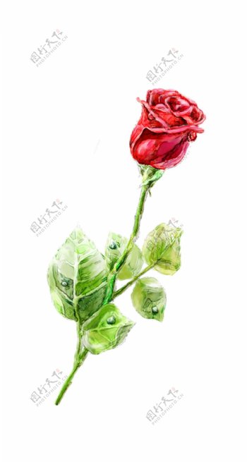 手绘玫瑰七夕情人节节日元素唯美好看高清图