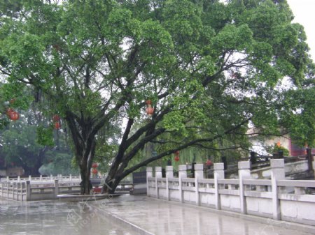 雨中榕树