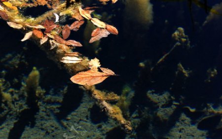 浮在水面上的树叶