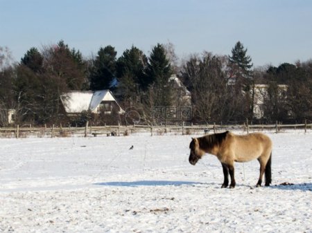 马在冬天