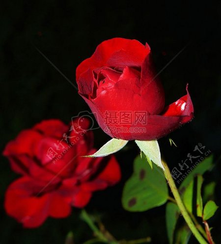 红颜色的玫瑰
