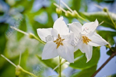 白颜色的花朵