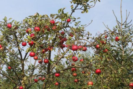 树木上的红苹果